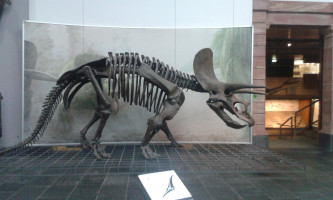 Triceratops "Dreihorn"