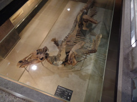 Der Edmontosaurus